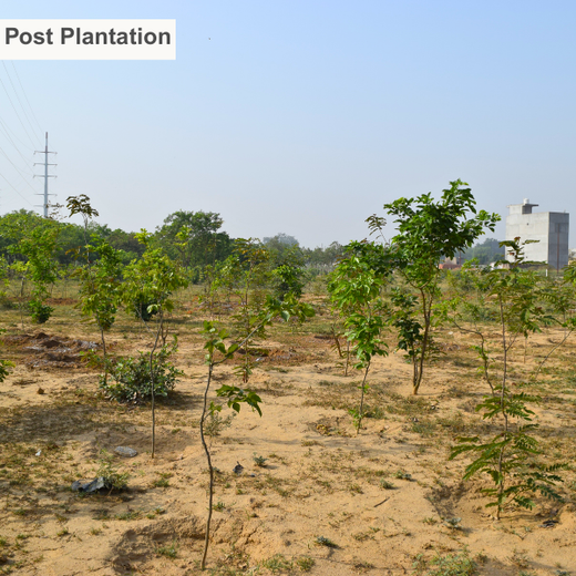 Eco-Inclusive: Cognex Unites for Environment Day – 6 months