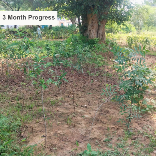Eastman Auto & Power Ltd Grows Green: Urban Forest for Earth Day – 6 months