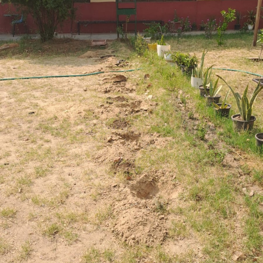 Greener Cities, Healthier Communities: Binary Global’s Eco-Friendly CSR Initiative – Planting