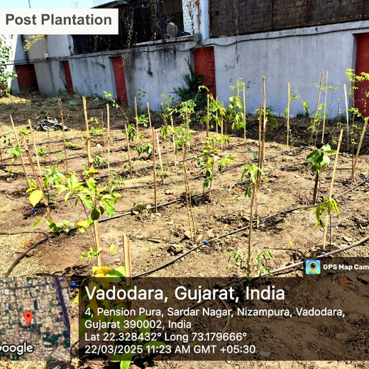 Indusface Nurtures Nature: Building Urban Forests for a Sustainable Tomorrow – 6 months