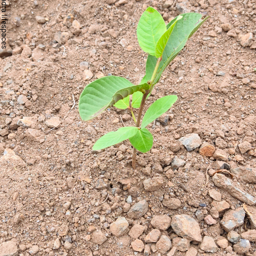 एक पेड़ माँ के नाम - Mahindra Lifespaces' Plants for People and Planet – 6 months