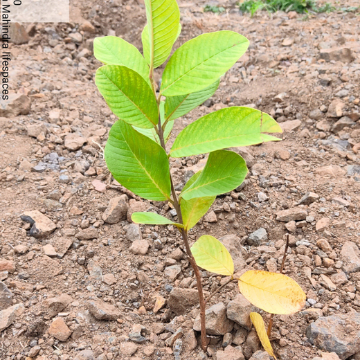 एक पेड़ माँ के नाम - Mahindra Lifespaces' Plants for People and Planet – 6 months