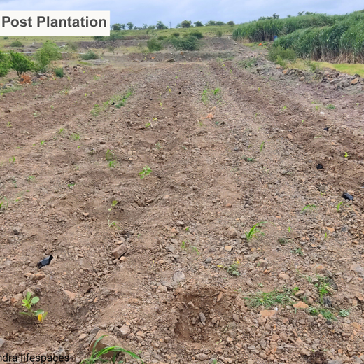 एक पेड़ माँ के नाम - Mahindra Lifespaces' Plants for People and Planet – 6 months