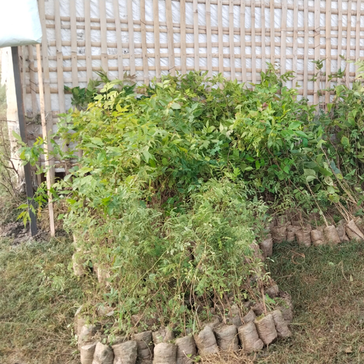 Nurture Florest - An Initiative by Mankind Pharma – Planting