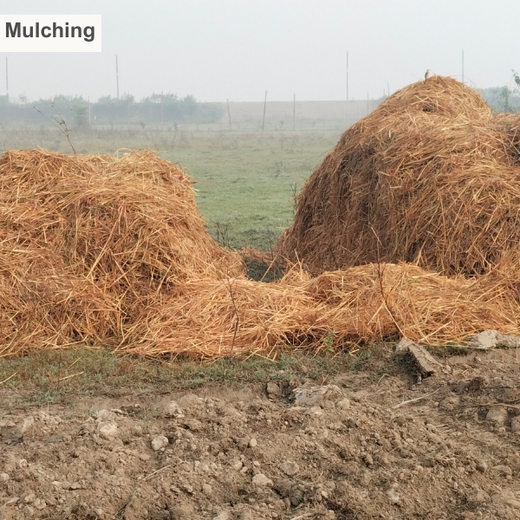 Nurture Florest - An Initiative by Mankind Pharma – Planting