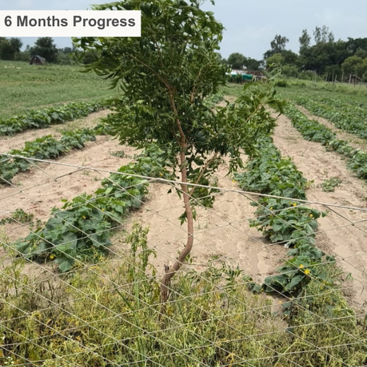Nurture Florest - An Initiative by Mankind Pharma – 2 years