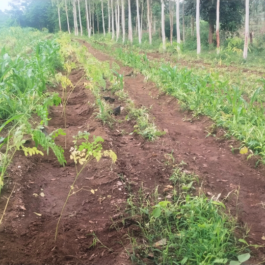 Planting in Memory: Metis Intellisystems Pvt. Ltd.'s Agroforest of Remembrance – 1 year