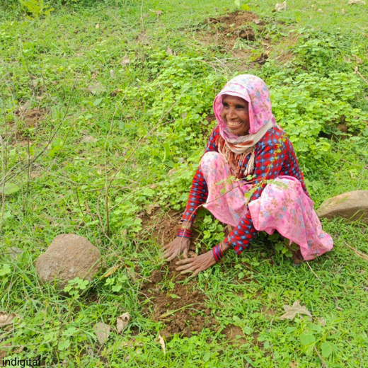 Planting in Memory: Metis Intellisystems Pvt. Ltd.'s Agroforest of Remembrance – Planting