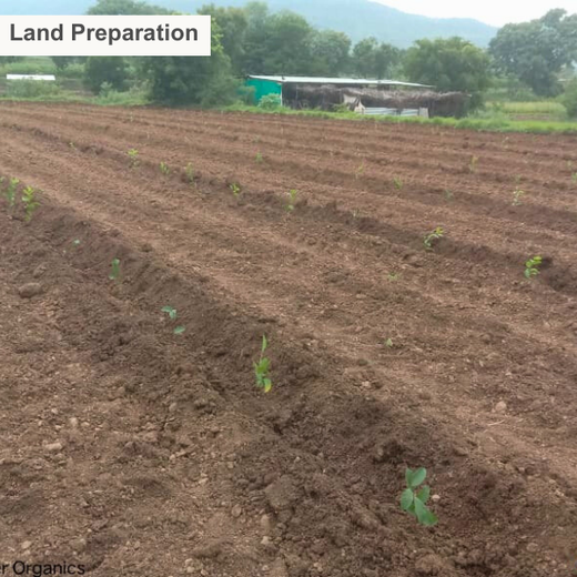 Growing Gratitude: Meyer Organics’ Green Gift for Doctors – Planting