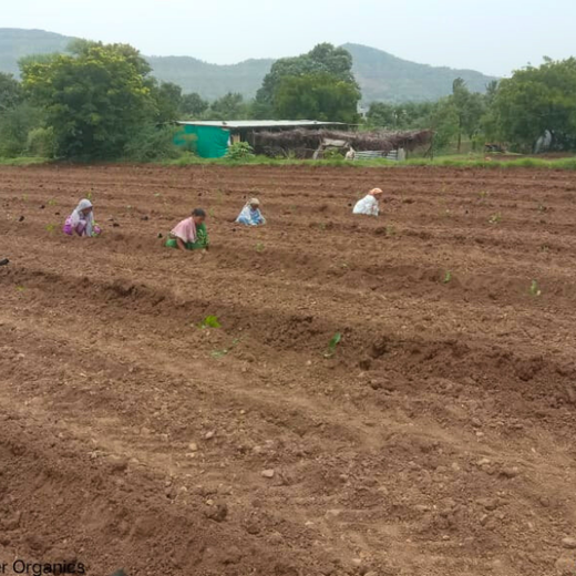 Growing Gratitude: Meyer Organics’ Green Gift for Doctors – Planting