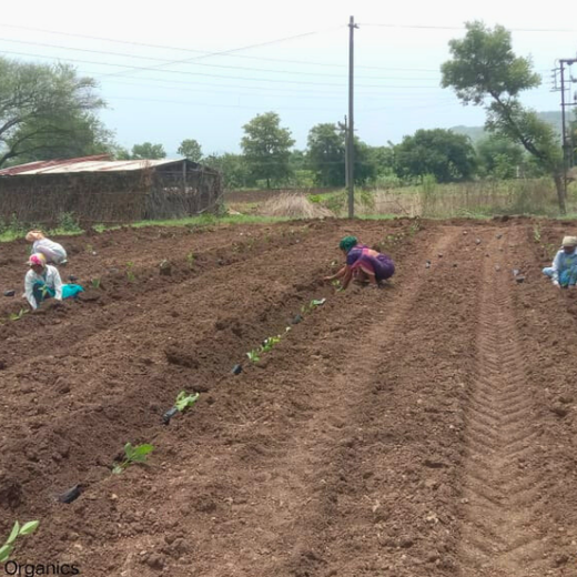 Growing Gratitude: Meyer Organics’ Green Gift for Doctors – Planting