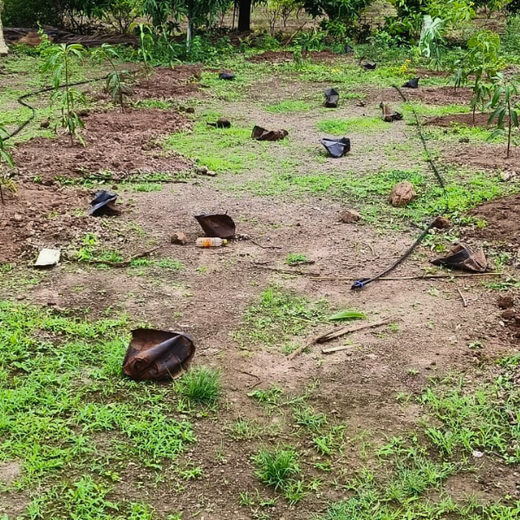 Engineering a Greener Future: NNE’s Agroforest Approach – Planting