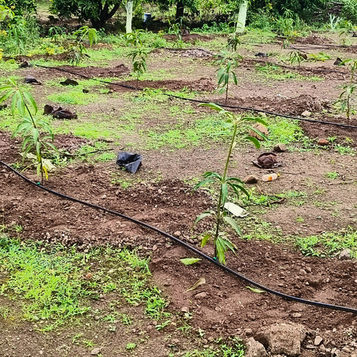 Engineering a Greener Future: NNE’s Agroforest Approach – Planting