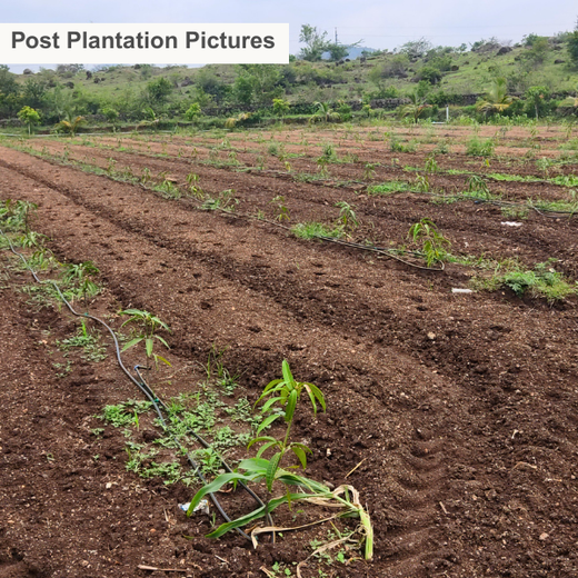 Engineering a Greener Future: NNE’s Agroforest Approach – 6 months