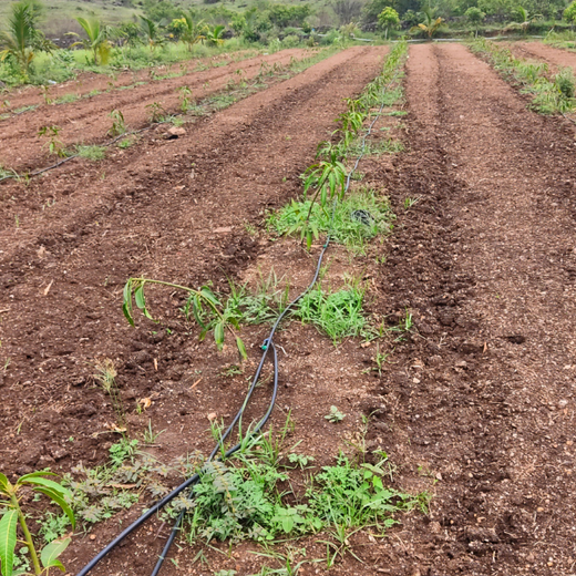 Engineering a Greener Future: NNE’s Agroforest Approach – 6 months