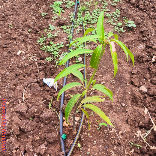 Engineering a Greener Future: NNE’s Agroforest Approach – 6 months