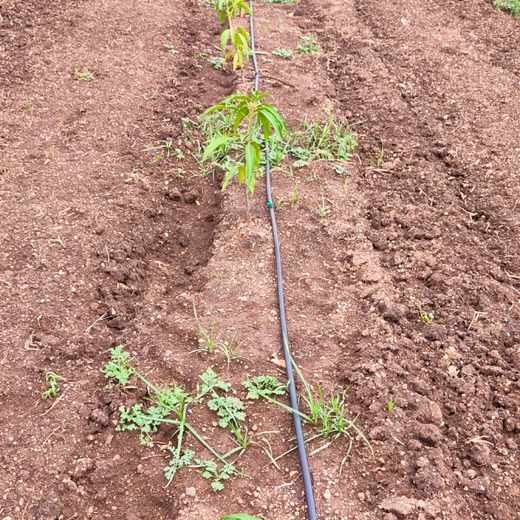Engineering a Greener Future: NNE’s Agroforest Approach – 6 months