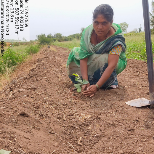 NOVO GBS (Global Business Service): Greening Lives, Growing Futures – Planting