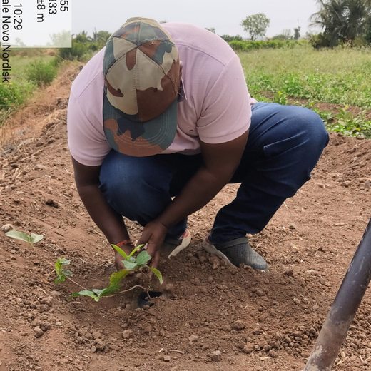 NOVO GBS (Global Business Service): Greening Lives, Growing Futures – Planting