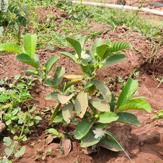 NOVO GBS (Global Business Service): Greening Lives, Growing Futures – 6 months