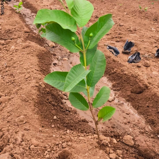 NOVO GBS (Global Business Service): Greening Lives, Growing Futures – 6 months