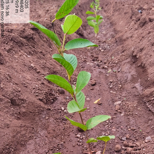 NOVO GBS (Global Business Service): Greening Lives, Growing Futures – 6 months