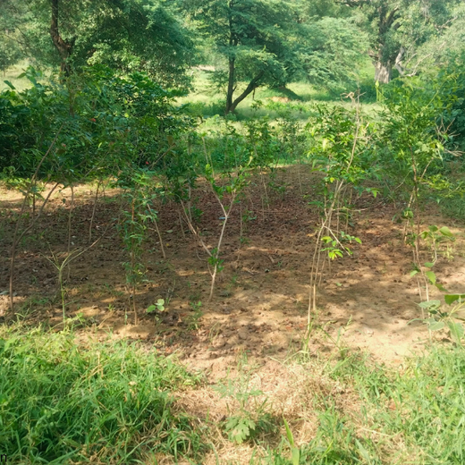 Eastman Auto & Power Ltd Grows Green: Urban Forest for Earth Day – 6 months