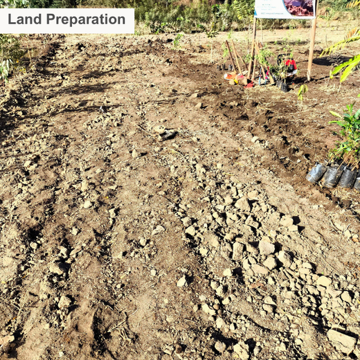 One Machine = One Tree Growing a Greener Tomorrow with Sharp Engineers – Planting