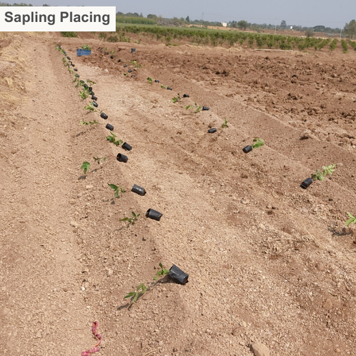 Reforesting with Purpose: We4All’s Tree Plantation for Climate & Livelihood – Planting