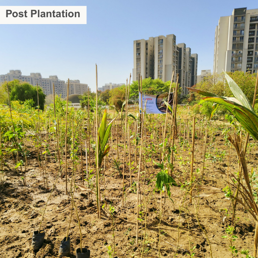 One Machine = One Tree Growing a Greener Tomorrow with Sharp Engineers – 6 months
