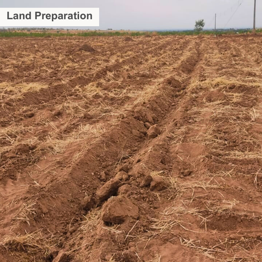 Digester to Forest: Sistema.bio’s Regenerative Agroforest Drive – Planting