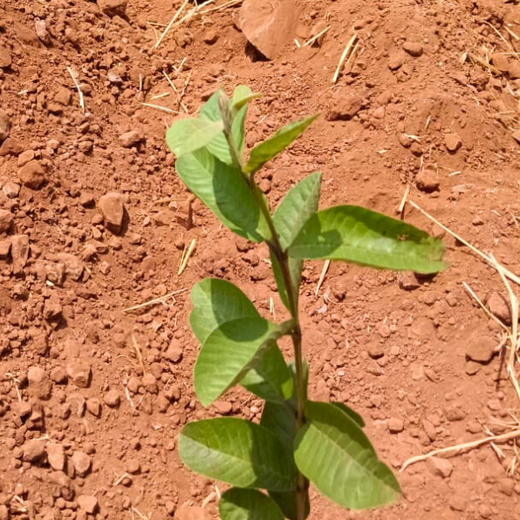 Digester to Forest: Sistema.bio’s Regenerative Agroforest Drive – 1 year