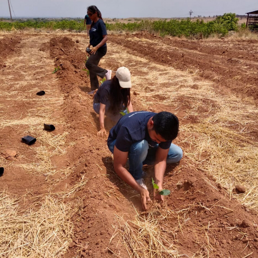 Digester to Forest: Sistema.bio’s Regenerative Agroforest Drive – 6 months