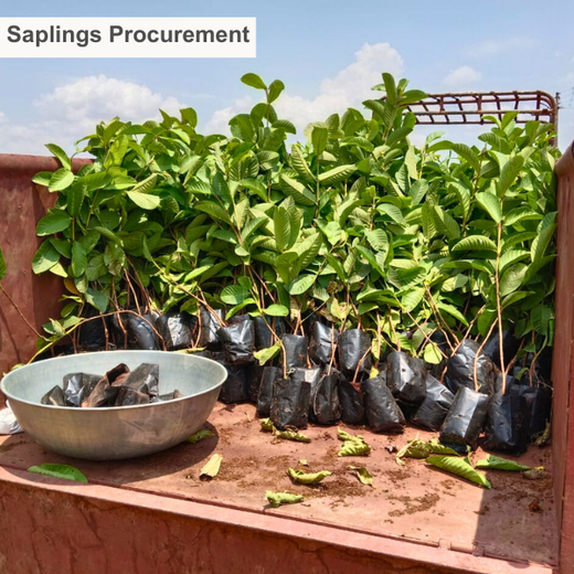 Digester to Forest: Sistema.bio’s Regenerative Agroforest Drive – Planting
