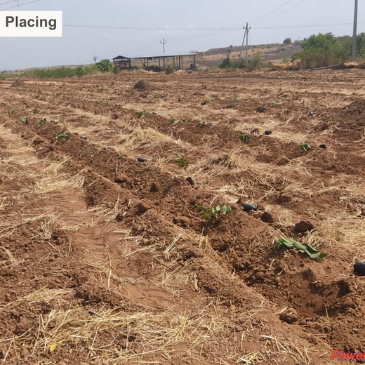 Digester to Forest: Sistema.bio’s Regenerative Agroforest Drive – Planting
