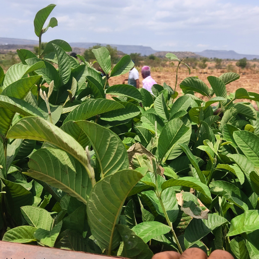 Digester to Forest: Sistema.bio’s Regenerative Agroforest Drive – Planting