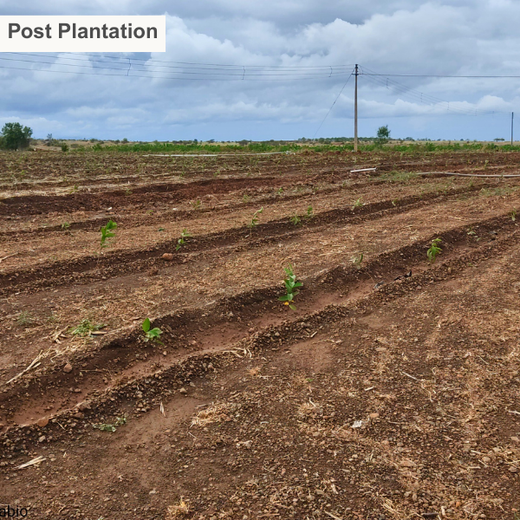 Digester to Forest: Sistema.bio’s Regenerative Agroforest Drive – 1 year