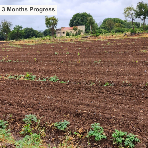 Digester to Forest: Sistema.bio’s Regenerative Agroforest Drive – 2 years