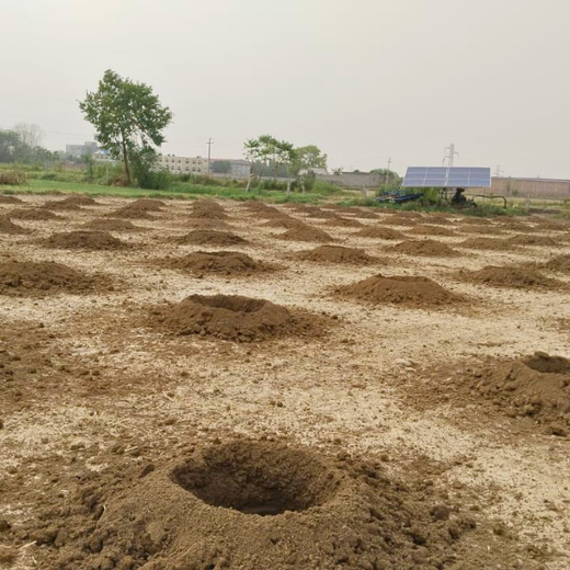 Soudal India Goes Green: Agroforestry on World Environment Day – Planting