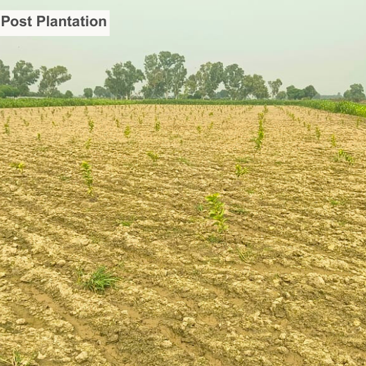 Soudal India Goes Green: Agroforestry on World Environment Day – 1 year