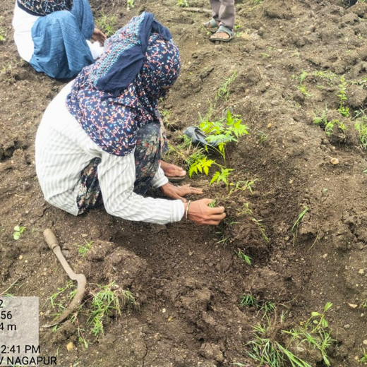 Woodlands of Tomorrow: TCI’s Urban Forest – 6 months