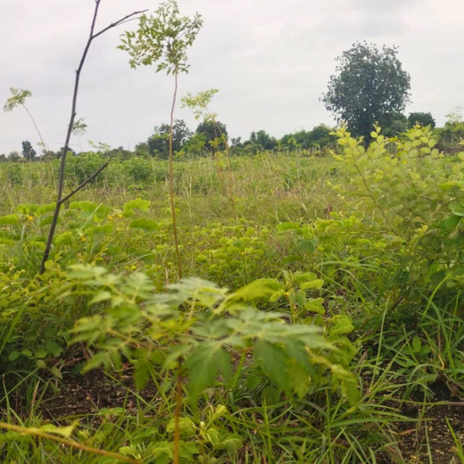 Woodlands of Tomorrow: TCI’s Urban Forest – 1 year