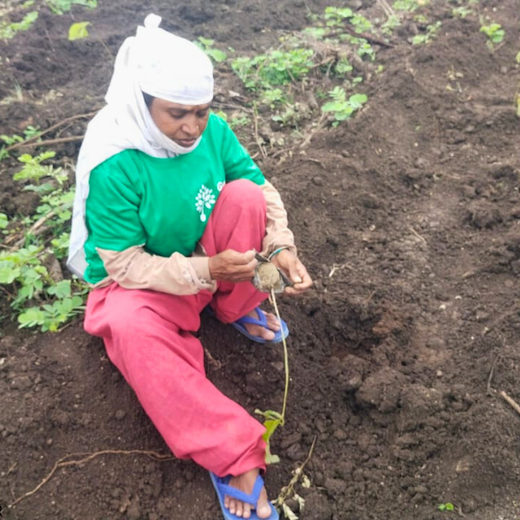 Woodlands of Tomorrow: TCI’s Urban Forest – 6 months