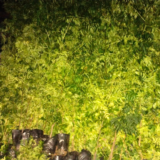 Woodlands of Tomorrow: TCI’s Urban Forest – Planting