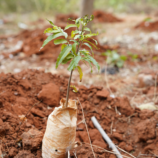 Innovation Meets Nature: Voya India’s Urban Forest for Employee Engagement – Planting