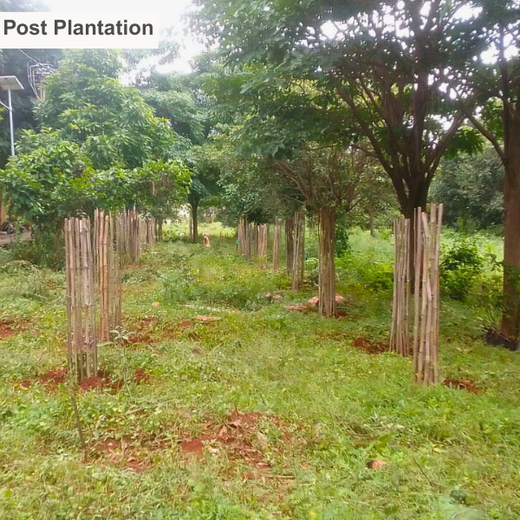 Innovation Meets Nature: Voya India’s Urban Forest for Employee Engagement – 6 months