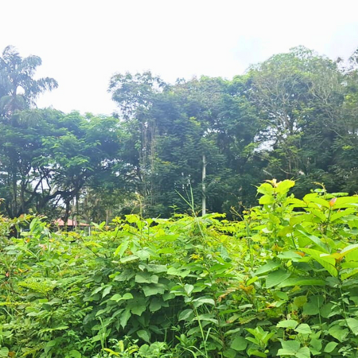 Zafin Goes Green: Cultivating ESG Values Through Urban Forestry – 1 year