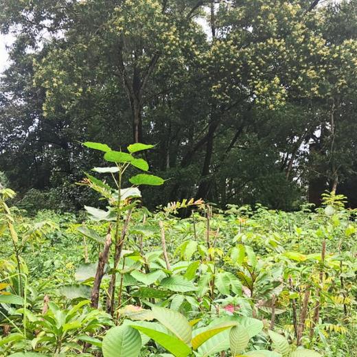 Zafin Goes Green: Cultivating ESG Values Through Urban Forestry – 1 year