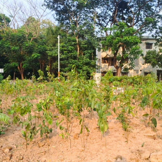 Zafin Goes Green: Cultivating ESG Values Through Urban Forestry – 6 months