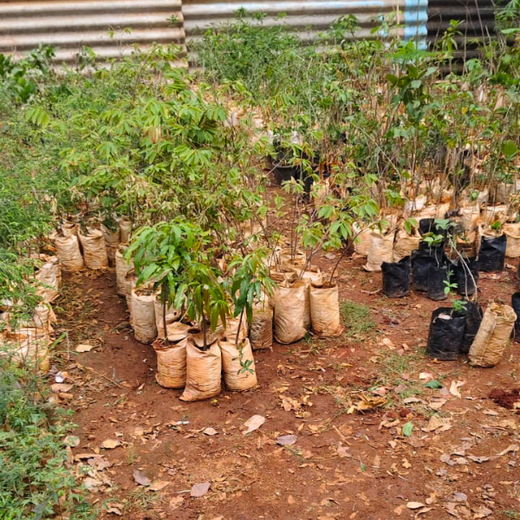 Zafin Goes Green: Cultivating ESG Values Through Urban Forestry – Planting